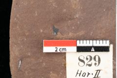 Foto (Detailsansicht) von Quercus palaeoilex Ettingshausen (NHMW-GEO-2024-0188-0829)